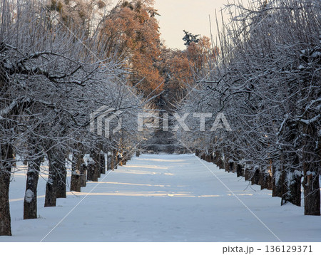 Picturesque winter scene: snow-covered path and glistening ice-coated trees. Picturesque winter scene: snow-covered path and glistening ice-coated trees. 136129371