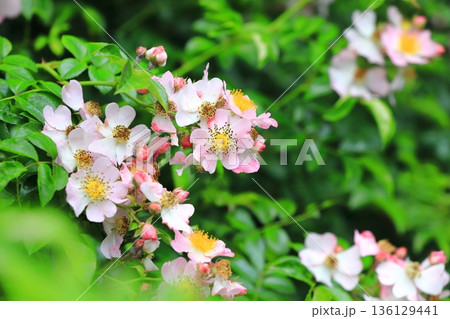 満開の野茨（ノイバラ） 136129441