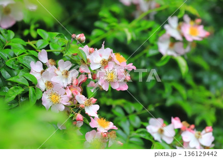満開の野茨（ノイバラ） 136129442