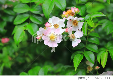 満開の野茨（ノイバラ） 136129444
