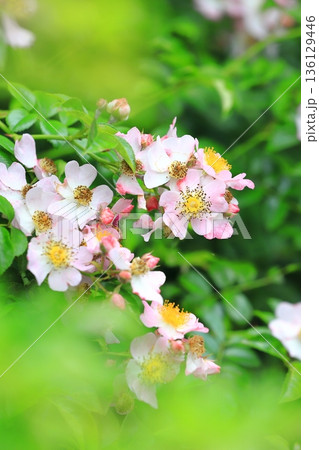 満開の野茨（ノイバラ） 136129446