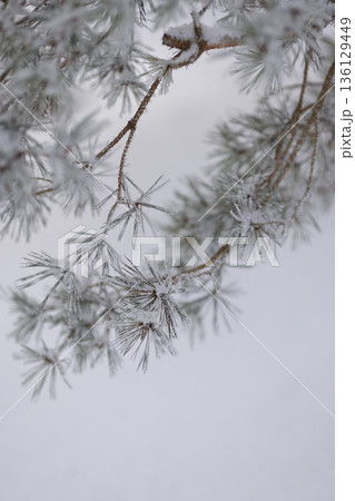 Minimalist Winter Forest Background with Pine Trees, Frost and Snow Minimalist Winter Forest Background with Pine Trees, Frost and Snow 136129449