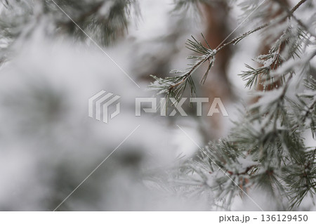 Minimalist Winter Forest Background with Pine Trees, Frost and Snow Minimalist Winter Forest Background with Pine Trees, Frost and Snow 136129450