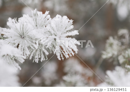 Minimalist Winter Forest Background with Pine Trees, Frost and Snow Minimalist Winter Forest Background with Pine Trees, Frost and Snow 136129451