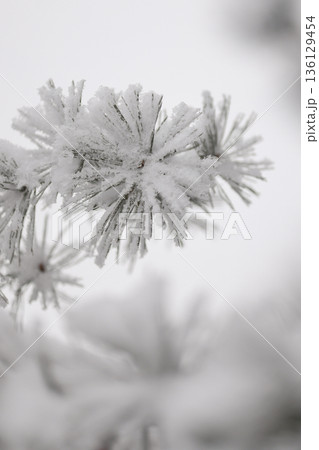Minimalist Winter Forest Background with Pine Trees, Frost and Snow 136129454
