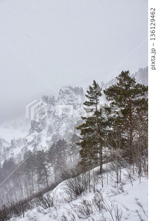 Winter mountain landscape with conifer forest during snowfall. Natural outdoor scene with snow-covered trees and rocks. Cold weather concept for travel. Winter mountain landscape with conifer forest during snowfall. Natural outdoor scene with snow-covered trees and rocks. Cold weather concept for travel. 136129462