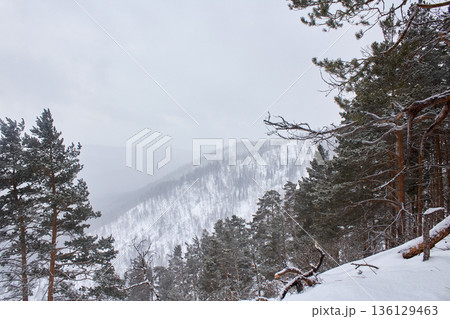 Winter forest hills covered with snow. Natural landscape of a cold season scene. Idyllic snowy outdoors for travel and nature. Winter forest hills covered with snow. Natural landscape of a cold season scene. Idyllic snowy outdoors for travel and nature. 136129463