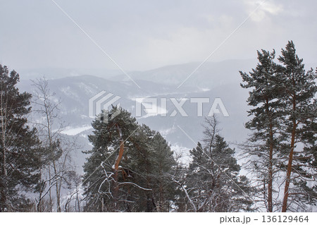 Mountain landscape with snow-covered pine forest and frozen river valley on a cloudy winter day. Nature background for travel and outdoor concept. Mountain landscape with snow-covered pine forest and frozen river valley on a cloudy winter day. Nature background for travel and outdoor concept. 136129464
