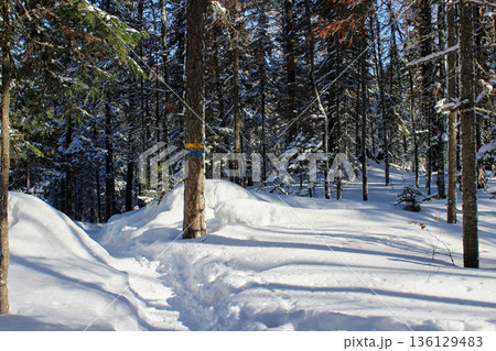Winter forest path through snow-covered fir trees and pine trees at Krasnoyarsk Pillars national park for hiking and trekking concept. 136129483