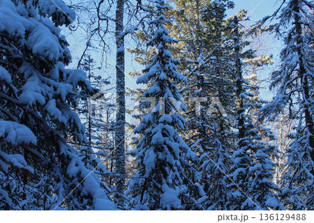 Snow covered Siberian fir trees in Krasnoyarsk Pillars National Park. Winter forest landscape with white snow. Nature beauty for Christmas. Snow covered Siberian fir trees in Krasnoyarsk Pillars National Park. Winter forest landscape with white snow. Nature beauty for Christmas. 136129488