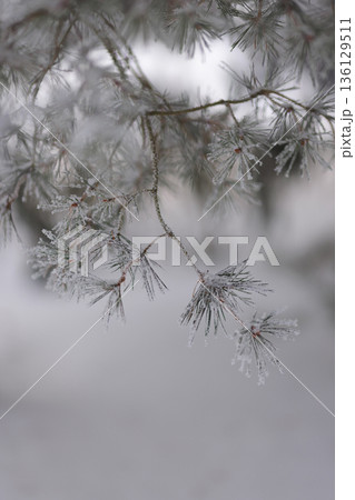 Minimalist Winter Forest Background with Pine Trees, Frost and Snow Minimalist Winter Forest Background with Pine Trees, Frost and Snow 136129511