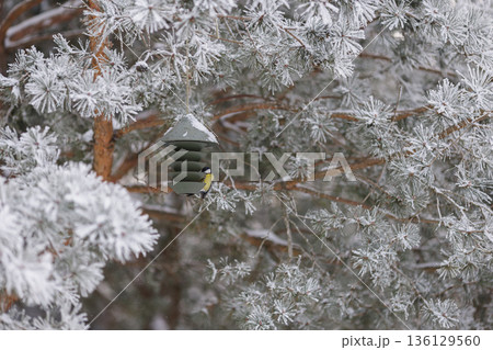 Winter bird feeding in frosted pines with contemporary feeder. Winter wildlife care conept. 136129560