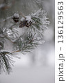 Minimalist Winter Forest Background with Pine Trees, Frost and Snow 136129563