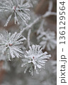 Minimalist Winter Forest Background with Pine Trees, Frost and Snow 136129564