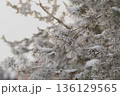 Minimalist Winter Forest Background with Pine Trees, Frost and Snow 136129565