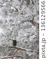 Minimalist Winter Forest Background with Pine Trees, Frost and Snow 136129566
