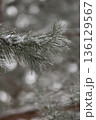 Minimalist Winter Forest Background with Pine Trees, Frost and Snow 136129567
