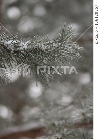 Minimalist Winter Forest Background with Pine Trees, Frost and Snow 136129567