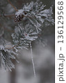 Minimalist Winter Forest Background with Pine Trees, Frost and Snow 136129568