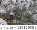 Winter bird feeding in frosted pines with contemporary feeder. Winter wildlife care conept. 136129591
