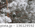 Winter bird feeding in frosted pines with contemporary feeder. Winter wildlife care conept. 136129592