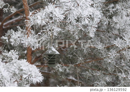 Winter bird feeding in frosted pines with contemporary feeder. Winter wildlife care conept. 136129592