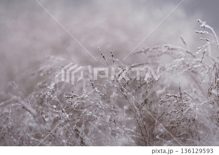 Frosted Ornamental Grass in Winter Light with Snow and Hoarfrost 136129593