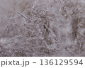 Frosted Ornamental Grass in Winter Light with Snow and Hoarfrost 136129594