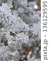 Minimalist Winter Forest Background with Pine Trees, Frost and Snow 136129595