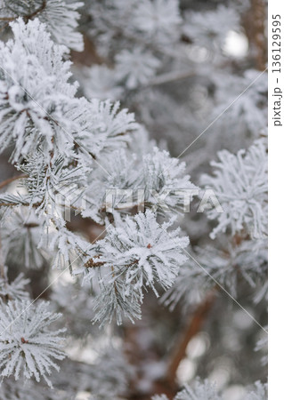 Minimalist Winter Forest Background with Pine Trees, Frost and Snow 136129595