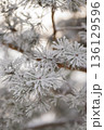 Minimalist Winter Forest Background with Pine Trees, Frost and Snow 136129596