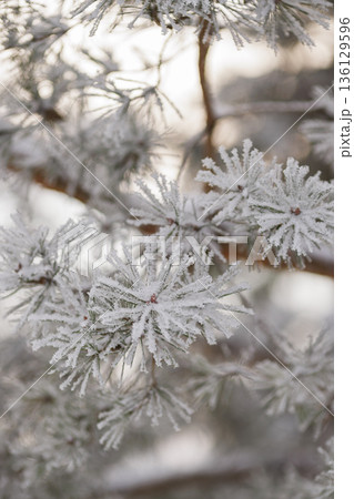 Minimalist Winter Forest Background with Pine Trees, Frost and Snow 136129596