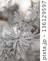 Minimalist Winter Forest Background with Pine Trees, Frost and Snow 136129597