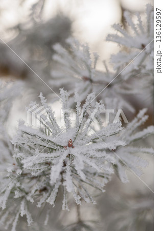 Minimalist Winter Forest Background with Pine Trees, Frost and Snow 136129597