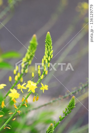 咲き始めのハナアロエ　  136129779