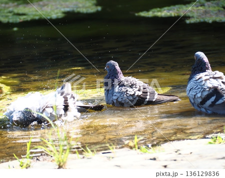 池で水浴びする鳩 池で水浴びする鳩 136129836