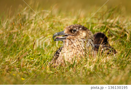 Portrait of a Great skua nesting on green grass in coastal meadow 136130195