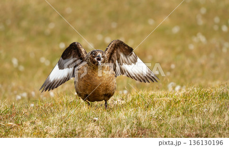 Aggressive Great skua performing territorial display in meadow Aggressive Great skua performing territorial display in meadow 136130196