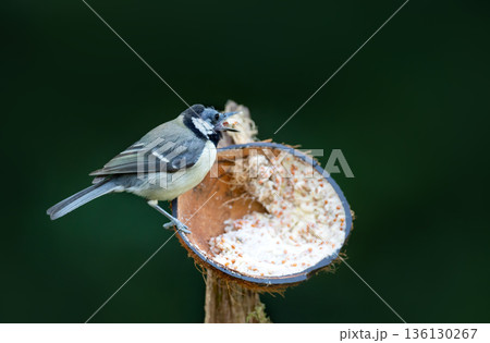 Great tit chick feeding from suet filled coconut bird feeder in garden 136130267