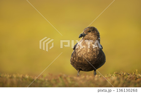Portrait of a Great skua standing on green grass in coastal meadow Portrait of a Great skua standing on green grass in coastal meadow 136130268