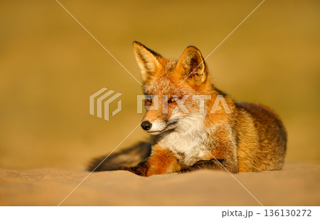 Captivating Red fox Portrait in Dutch dunes during warm evening light Captivating Red fox Portrait in Dutch dunes during warm evening light 136130272