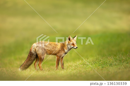 Red fox standing in green grass meadow 136130339