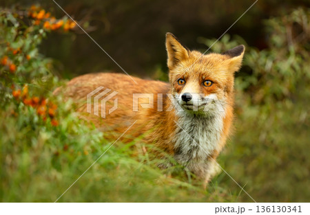 Red fox standing in green grass meadow 136130341