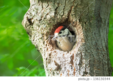 Great spotted woodpecker juvenile poking head out of nest hole Great spotted woodpecker juvenile poking head out of nest hole 136130344