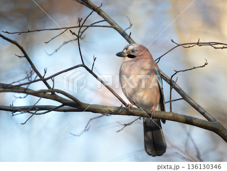 Eurasian jay perched on bare winter branch in UK woodland Eurasian jay perched on bare winter branch in UK woodland 136130346