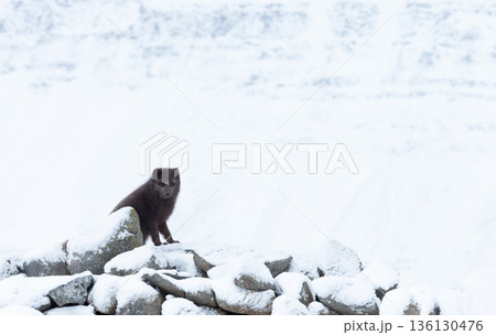 Blue morph Arctic fox in snowy white winter landscape 136130476