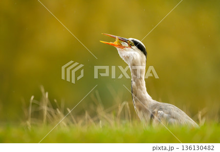 Portrait of a Grey heron holding freshly caught fish in its beak 136130482