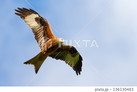 Red kite soaring in flight against blue sky Red kite soaring in flight against blue sky 136130483