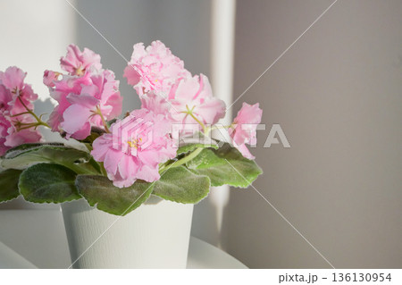 African violet plant with pink blossoms in pot receiving natural light indoors African violet plant with pink blossoms in pot receiving natural light indoors 136130954
