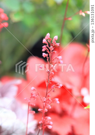 壺珊瑚（ツボサンゴ）or ヒューケラの花　 136131091